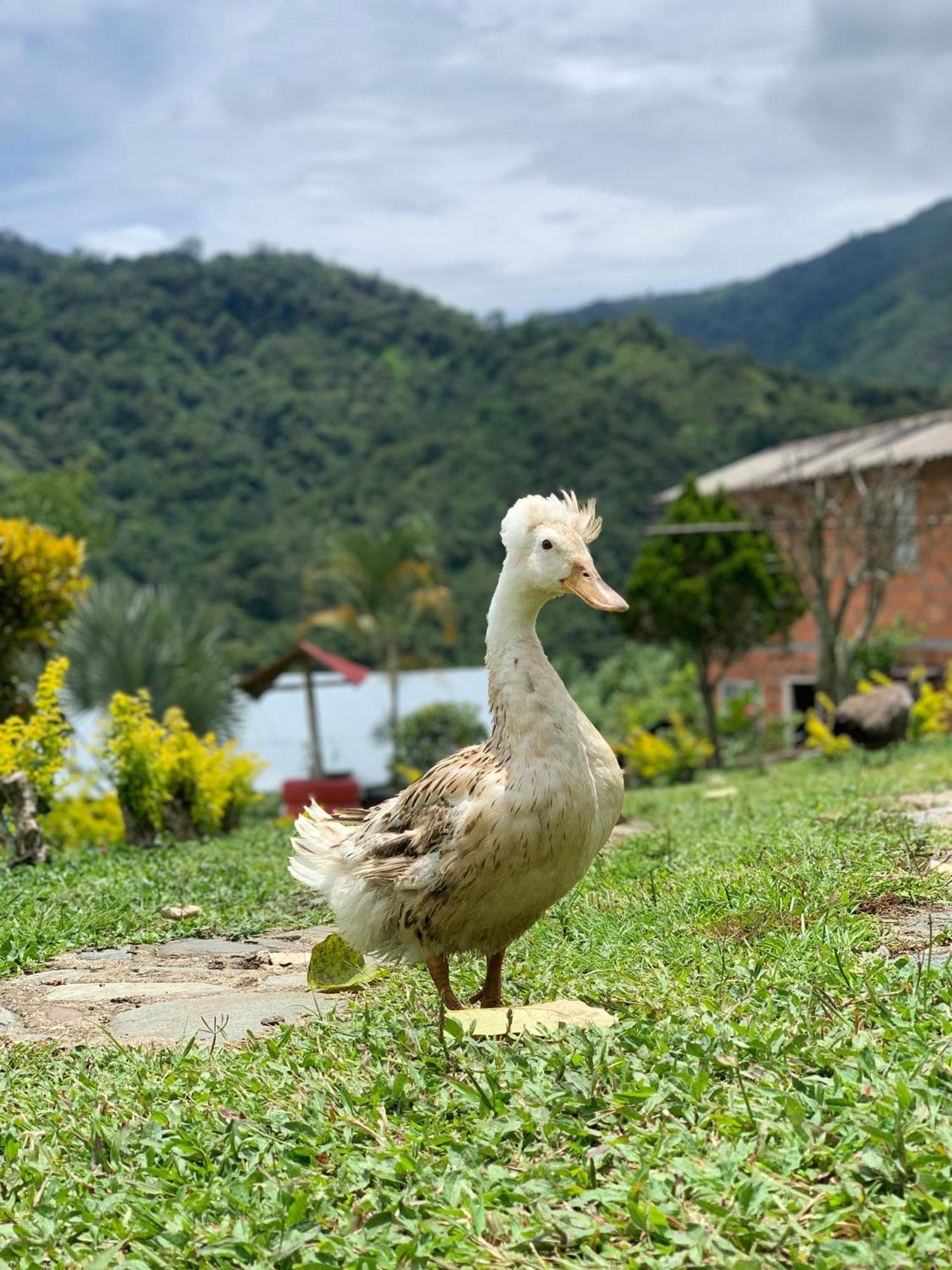 Finca Ecoparaiso Ibagué Esterno foto